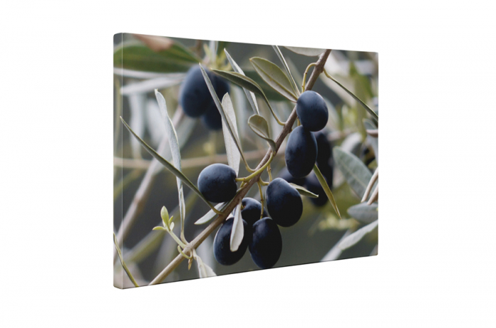Tablou canvas : Masline [5]