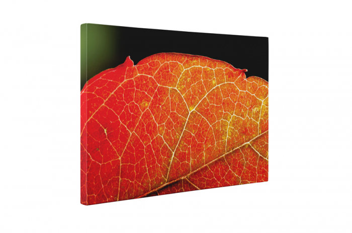 Tablou canvas : Frunza [5]