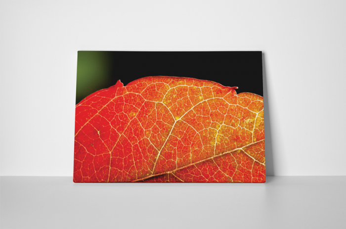 Tablou canvas : Frunza [2]
