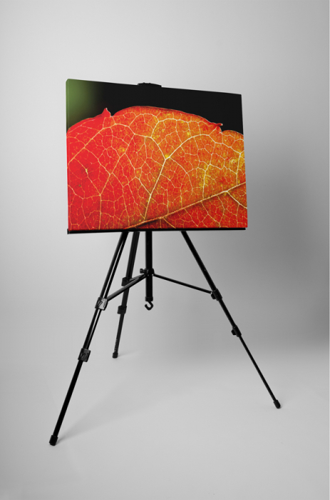 Tablou canvas : Frunza [3]
