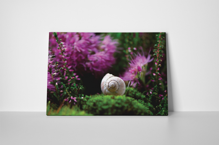 Tablou canvas : Melc [2]