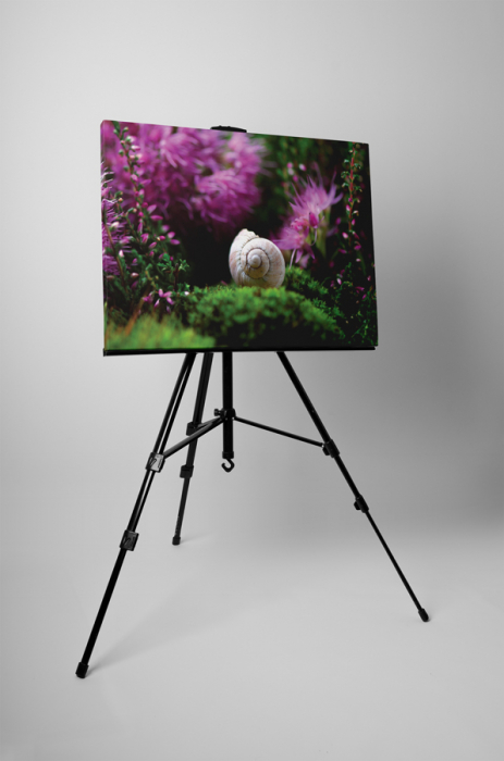 Tablou canvas : Melc [3]