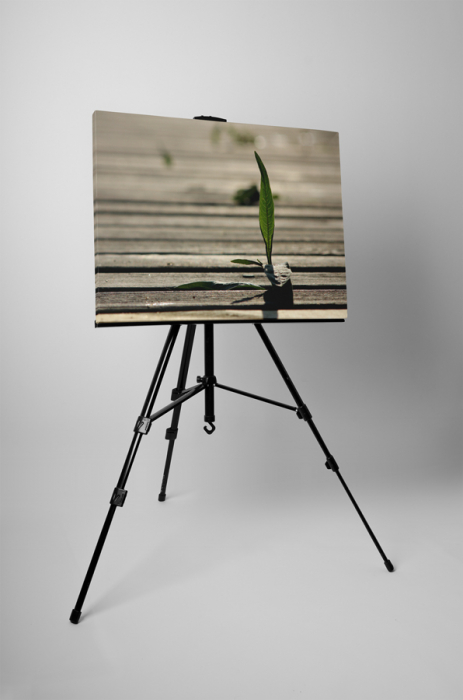 Tablou canvas : Un fir de iarba [3]