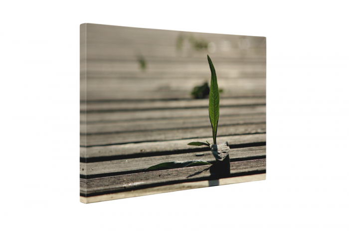 Tablou canvas : Un fir de iarba [5]