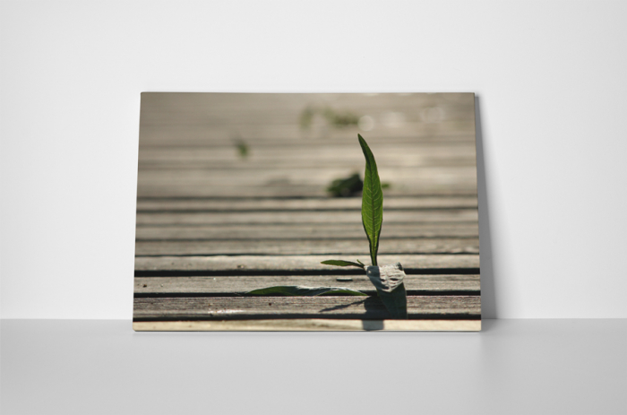 Tablou canvas : Un fir de iarba [2]