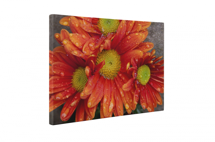 Tablou canvas : Gerbere cu roua [5]