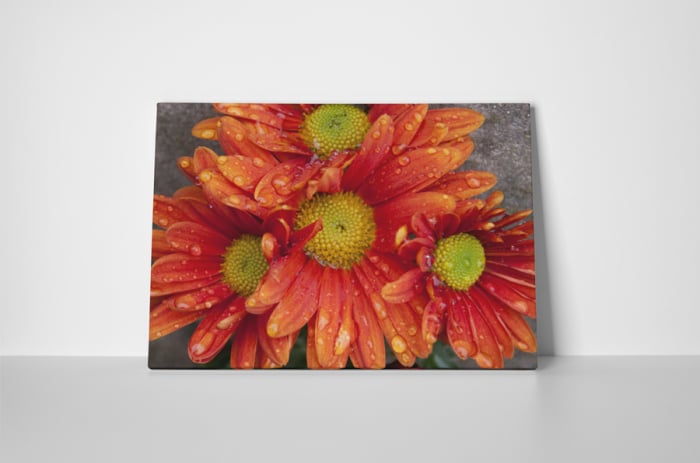 Tablou canvas : Gerbere cu roua [2]