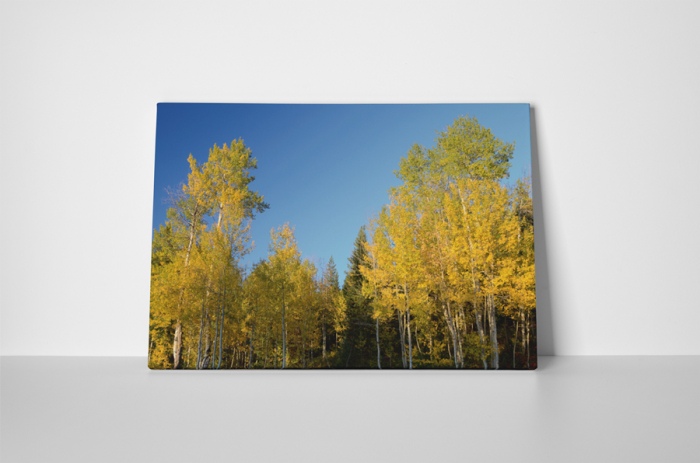 Tablou canvas : In padure [2]