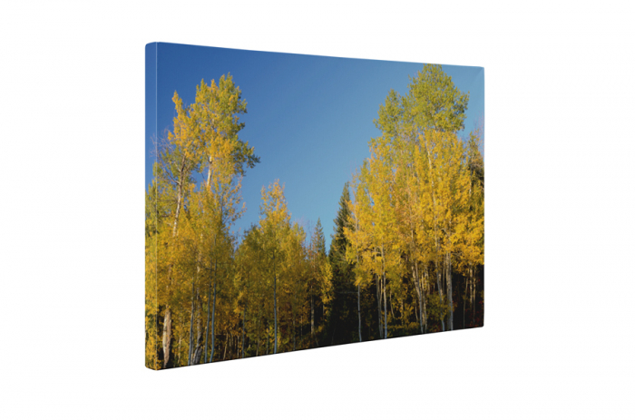Tablou canvas : In padure [5]