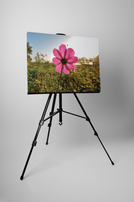 Tablou canvas : O floare roz [3]