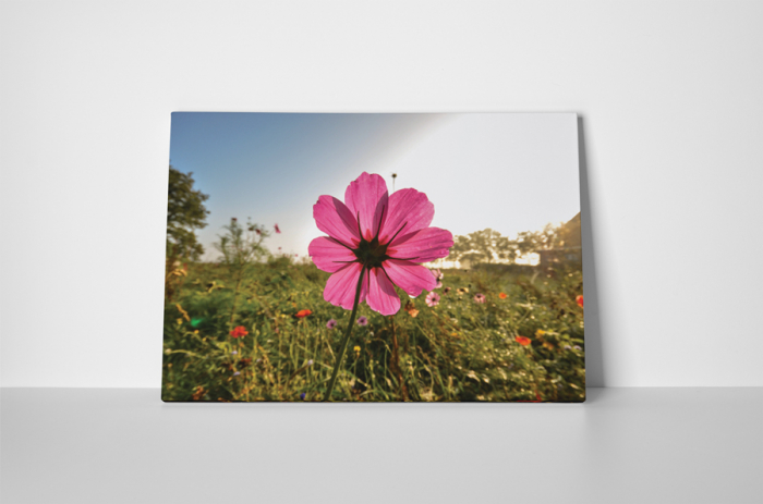 Tablou canvas : O floare roz [2]