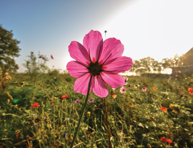 Tablou canvas : O floare roz [4]