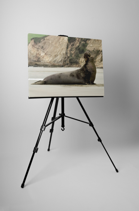 Tablou canvas : Leu de mare [3]