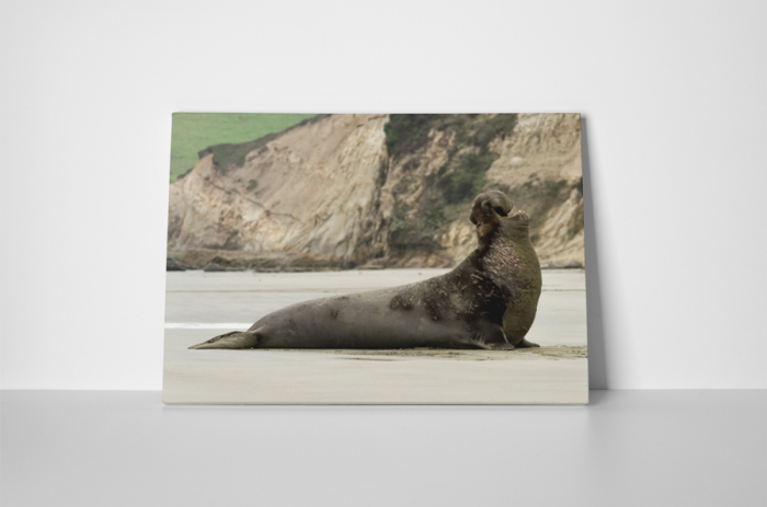 Tablou canvas : Leu de mare [2]