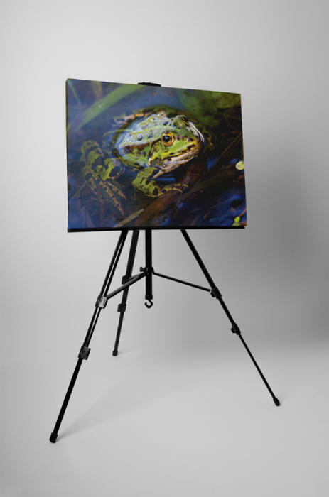 Tablou canvas : Broasca in apa [3]