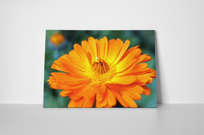 Tablou canvas : Gerbera [2]