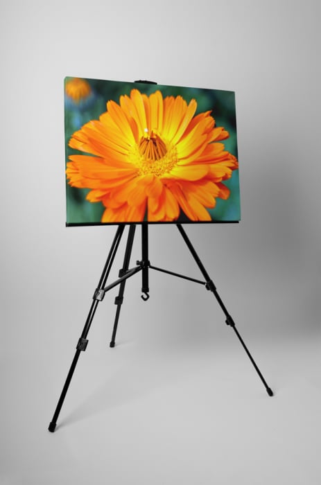Tablou canvas : Gerbera [3]