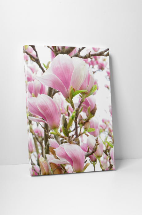 Tablou canvas : Magnolia inflorita [1]