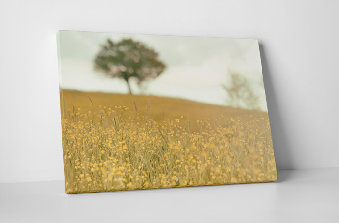 Tablou canvas : Campul ingalbenit [1]