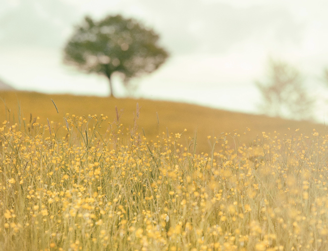 Tablou canvas : Campul ingalbenit [4]