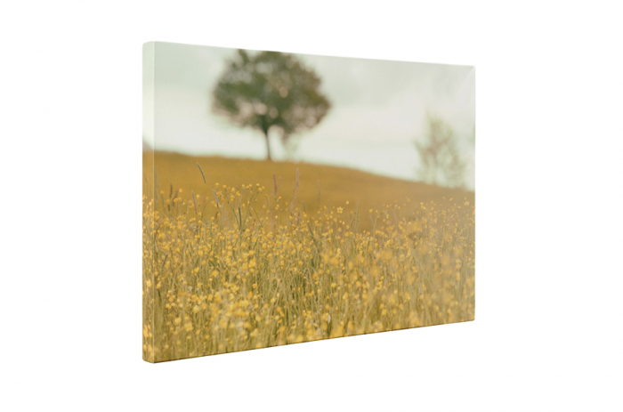 Tablou canvas : Campul ingalbenit [5]