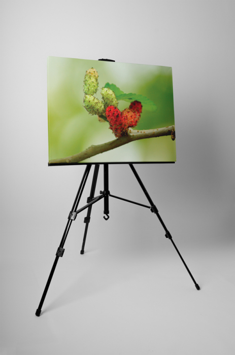Tablou canvas : Dude [3]