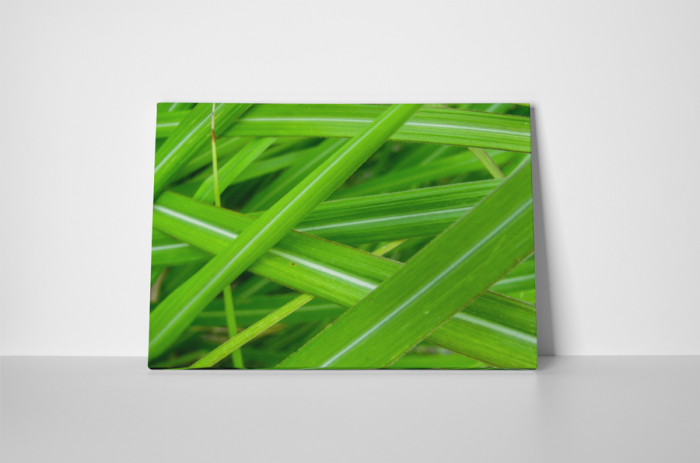 Tablou canvas : Frunze [2]