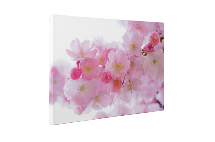 Tablou canvas : Flori roz [5]