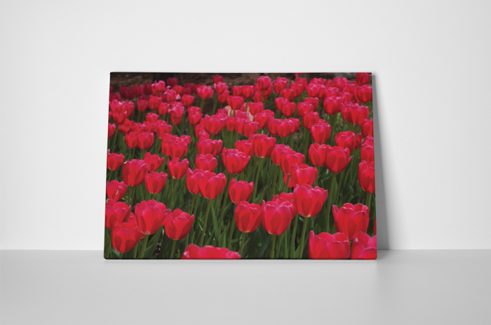 Tablou canvas : Lalele [2]