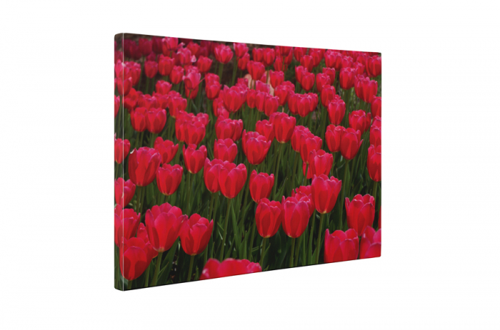 Tablou canvas : Lalele [5]