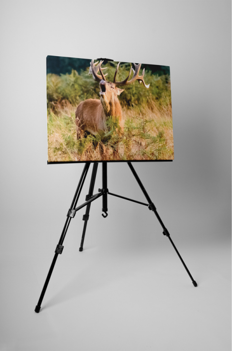 Tablou canvas : Cerbul singuratic [3]