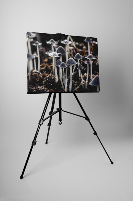Tablou canvas : Ciuperca soarecelui [3]