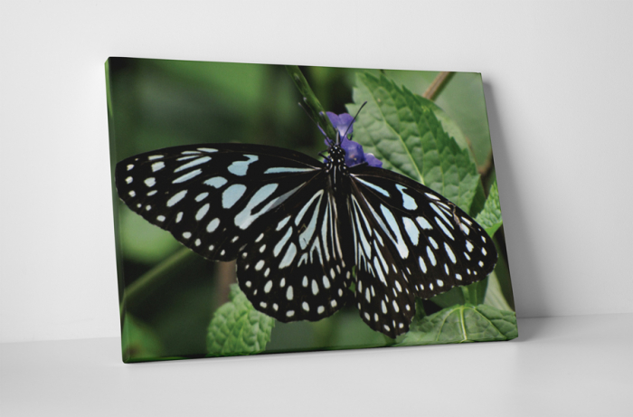 Tablou canvas : Fluture cu dungi [1]