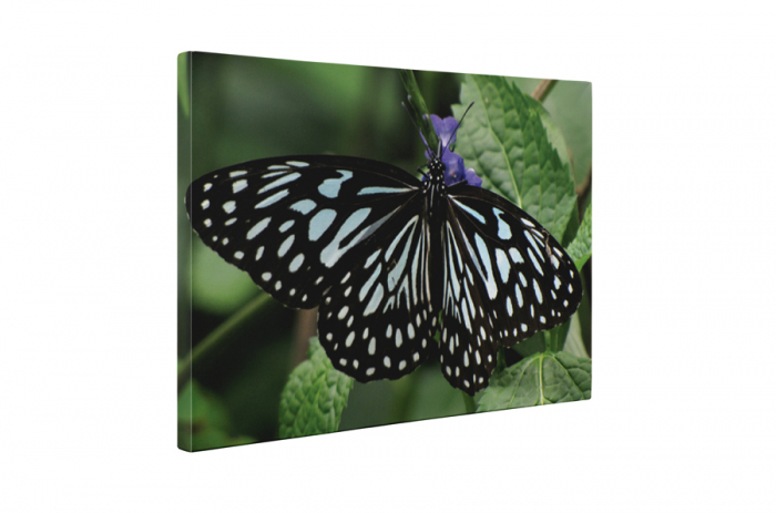 Tablou canvas : Fluture cu dungi [5]