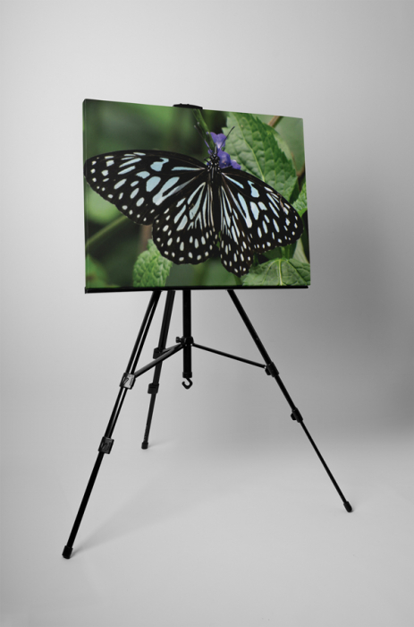 Tablou canvas : Fluture cu dungi [3]