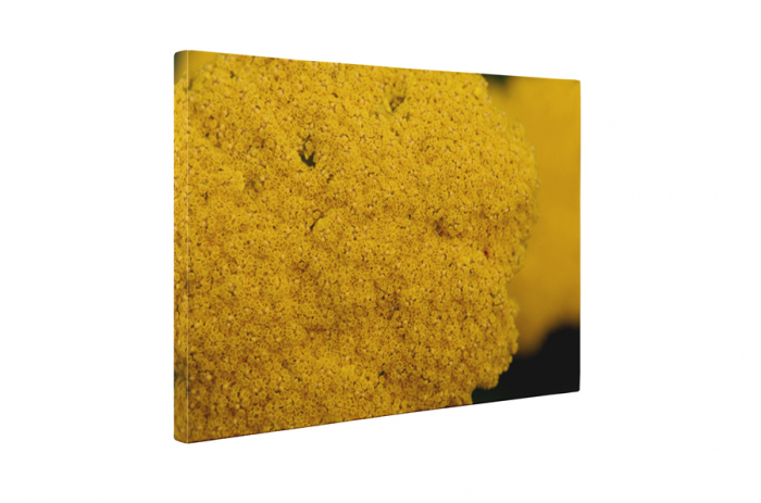 Tablou canvas : Floricele galbene [5]