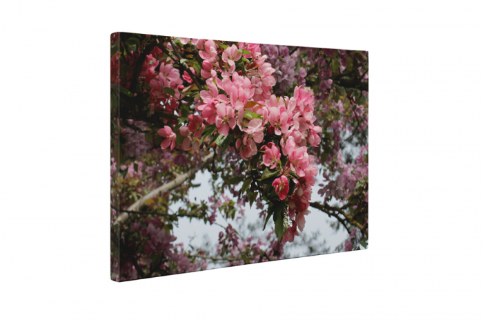 Tablou canvas : Natura inflorita [5]