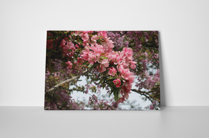 Tablou canvas : Natura inflorita [2]