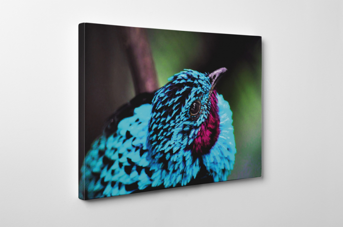 Tablou canvas : Pasare albastra [3]