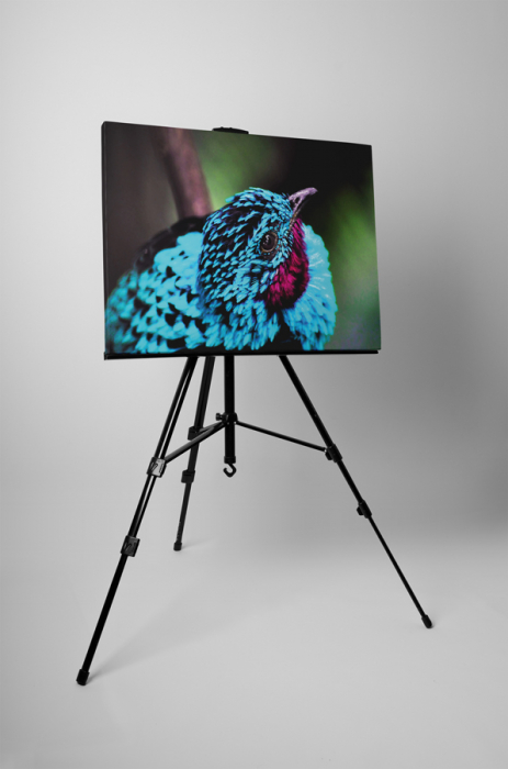 Tablou canvas : Pasare albastra [2]