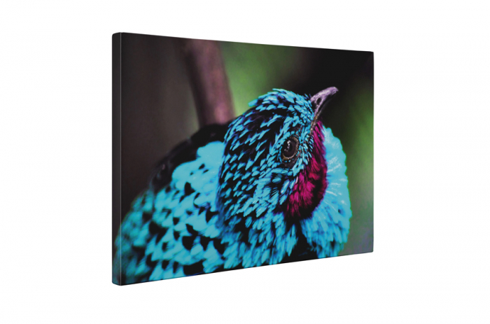Tablou canvas : Pasare albastra [5]