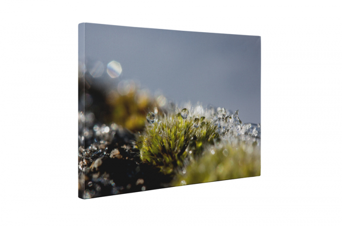 Tablou canvas : Natura invelita cu roua [5]
