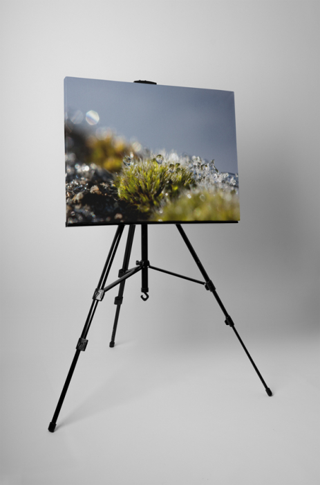 Tablou canvas : Natura invelita cu roua [3]