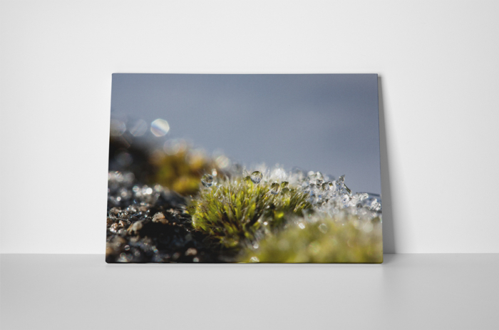 Tablou canvas : Natura invelita cu roua [2]