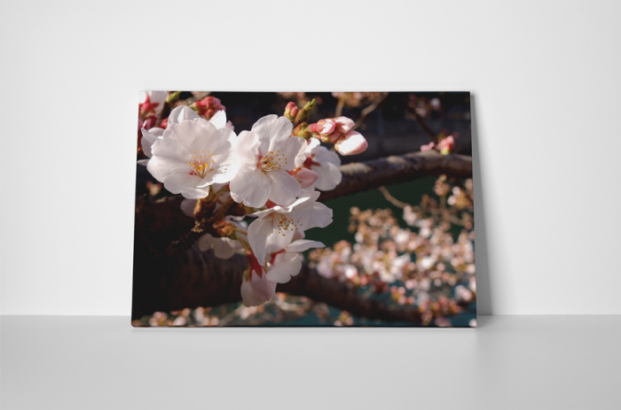 Tablou canvas : Cires inflorit [2]