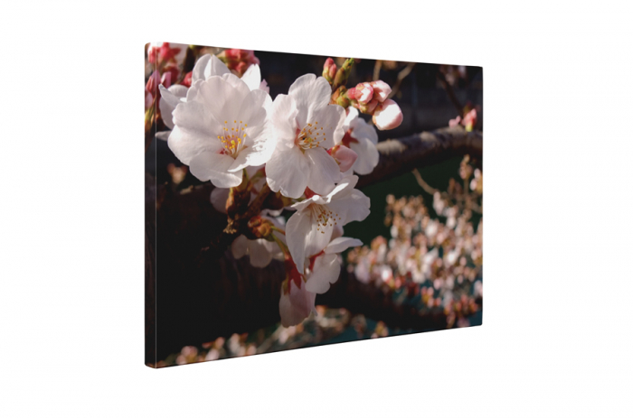 Tablou canvas : Cires inflorit [5]