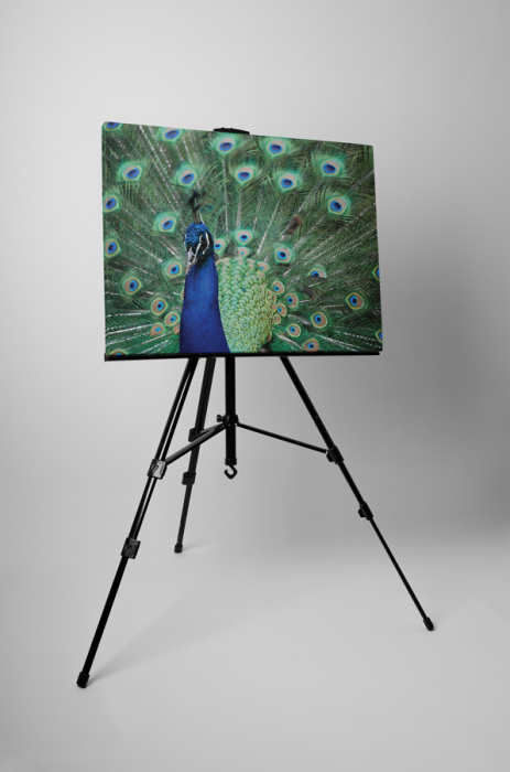 Tablou canvas : Paunul asiatic [3]