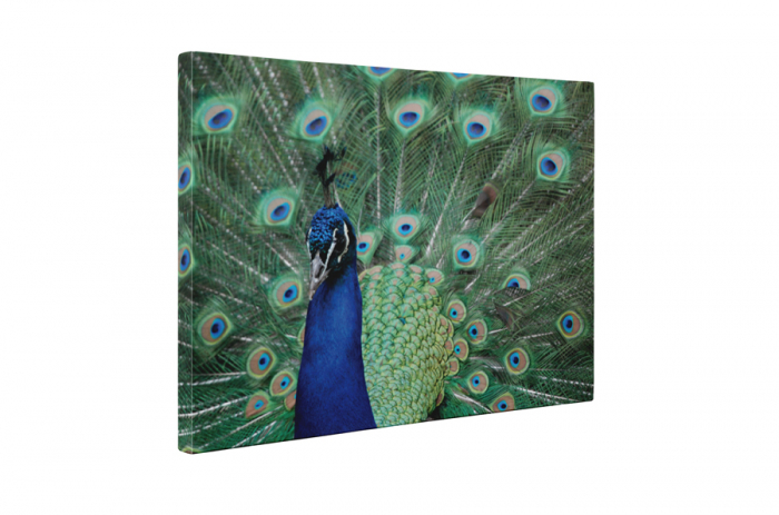 Tablou canvas : Paunul asiatic [5]
