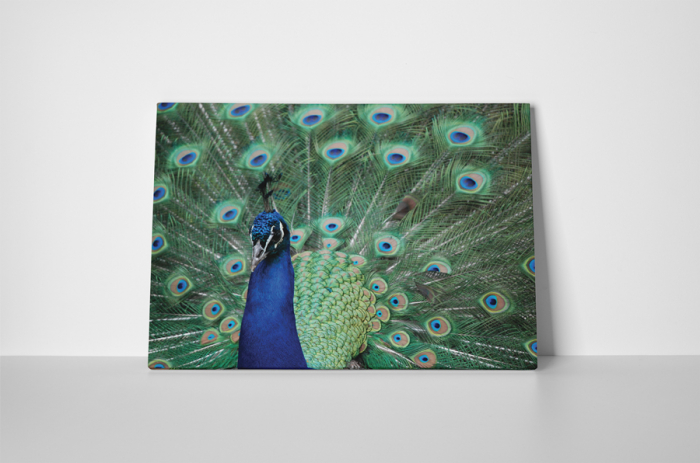 Tablou canvas : Paunul asiatic [2]