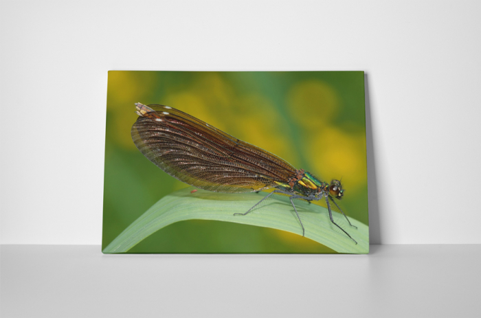 Tablou canvas : Anisoptera [2]
